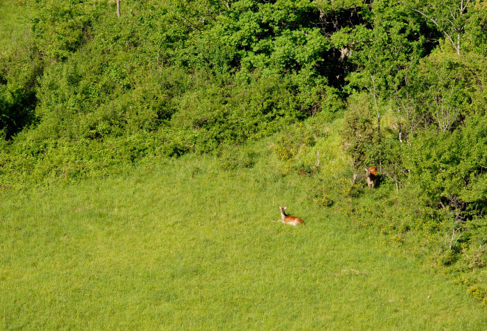 PASSIONE PER IL CERVO